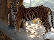 673  tiger.JPG